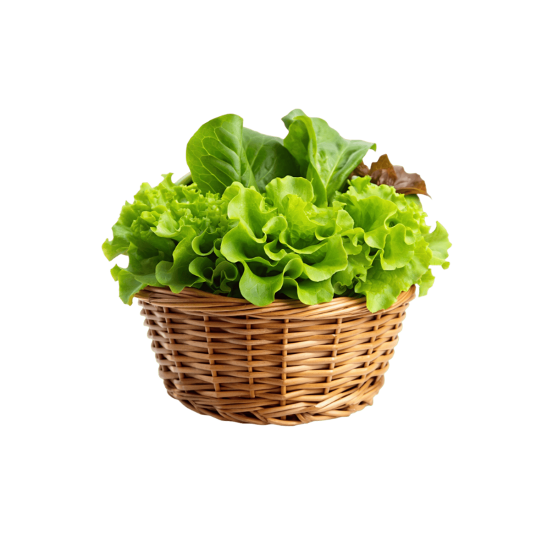 Lettuce
